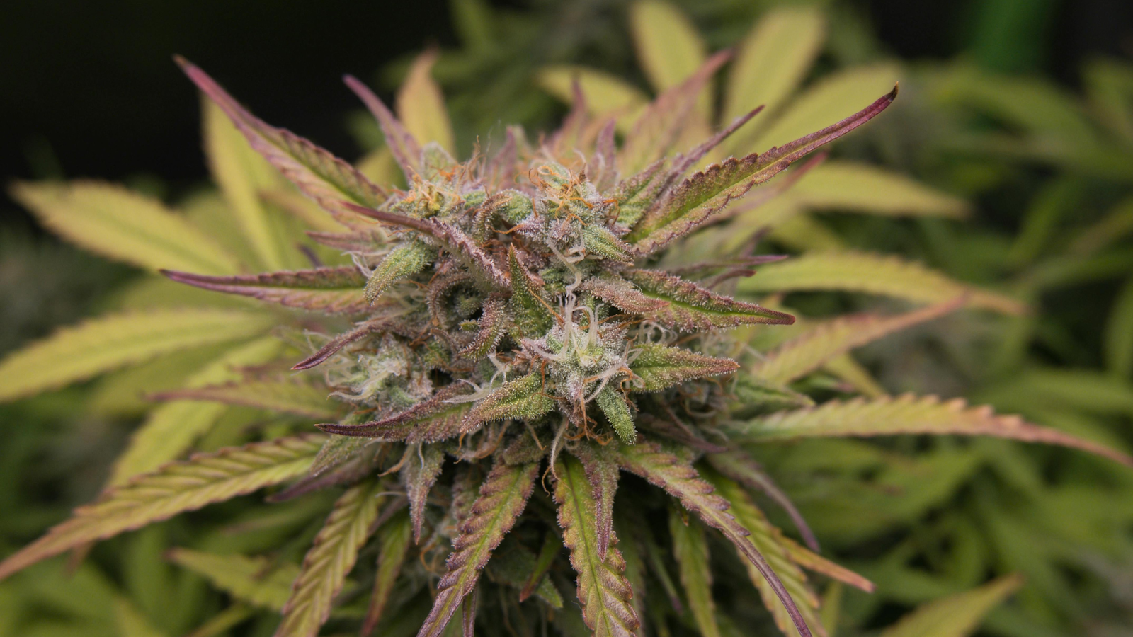 Difference between Hemp-Derived THC and Cannabis THC
